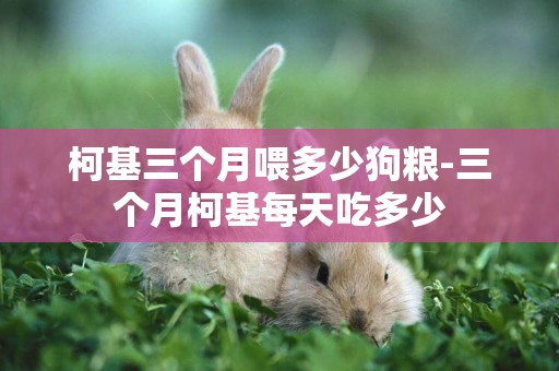 柯基三個月喂多少狗糧-三個月柯基每天吃多少
