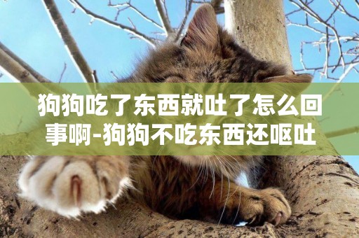 狗狗吃了東西就吐了怎么回事啊-狗狗不吃東西還嘔吐是怎么回事