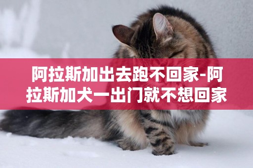 阿拉斯加出去跑不回家-阿拉斯加犬一出門就不想回家