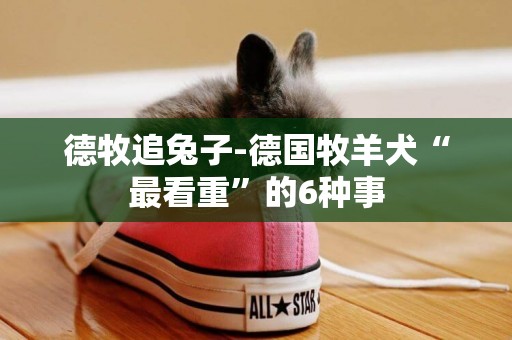 德牧追兔子-德國牧羊犬“最看重”的6種事