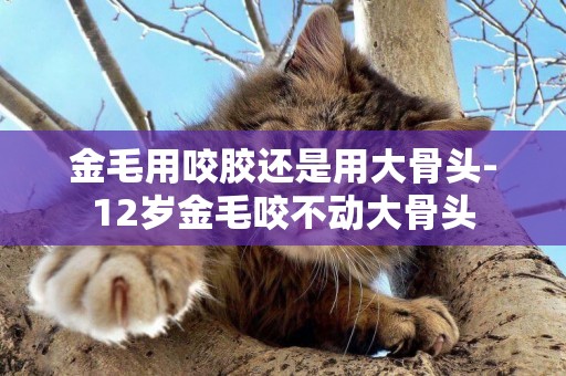 金毛用咬膠還是用大骨頭-12歲金毛咬不動大骨頭