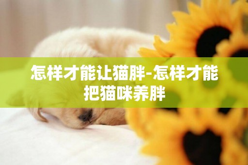 怎樣才能讓貓胖-怎樣才能把貓咪養胖