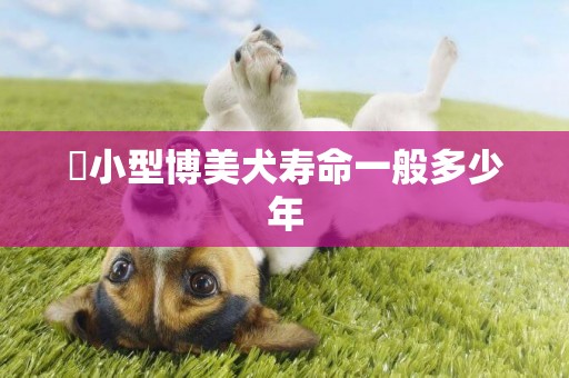 ?小型博美犬壽命一般多少年