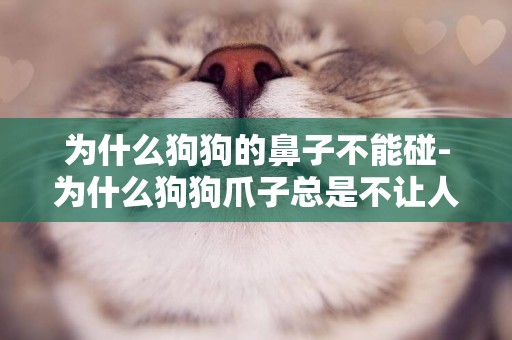 為什么狗狗的鼻子不能碰-為什么狗狗爪子總是不讓人碰