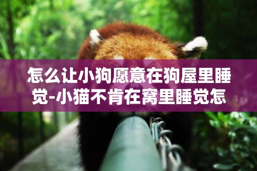 怎么讓小狗愿意在狗屋里睡覺-小貓不肯在窩里睡覺怎么辦