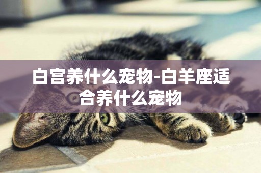 白宮養什么寵物-白羊座適合養什么寵物