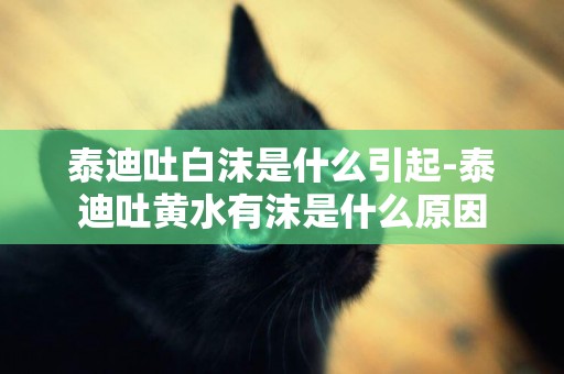 泰迪吐白沫是什么引起-泰迪吐黃水有沫是什么原因