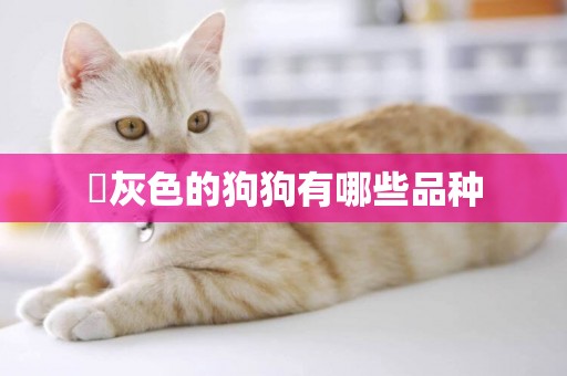 ?灰色的狗狗有哪些品種