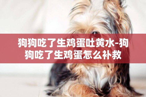 狗狗吃了生雞蛋吐黃水-狗狗吃了生雞蛋怎么補救