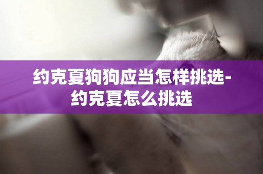 約克夏狗狗應當怎樣挑選-約克夏怎么挑選
