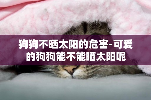 狗狗不曬太陽的危害-可愛的狗狗能不能曬太陽呢