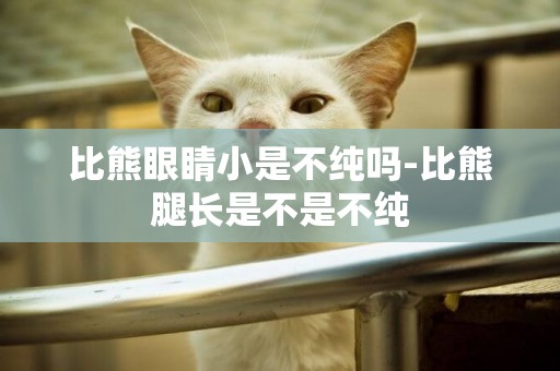 比熊眼睛小是不純嗎-比熊腿長是不是不純