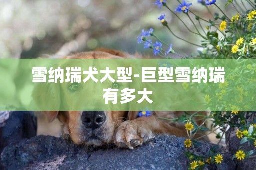 雪納瑞犬大型-巨型雪納瑞有多大
