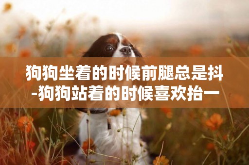狗狗坐著的時候前腿總是抖-狗狗站著的時候喜歡抬一只前腿