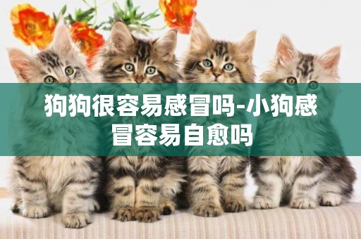 狗狗很容易感冒嗎-小狗感冒容易自愈嗎