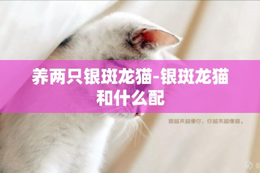 養兩只銀斑龍貓-銀斑龍貓和什么配