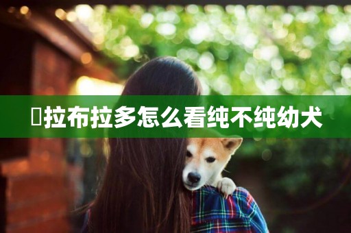 ?拉布拉多怎么看純不純幼犬 ?拉布拉多怎么看純不純幼犬