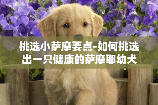 挑選小薩摩要點-如何挑選出一只健康的薩摩耶幼犬