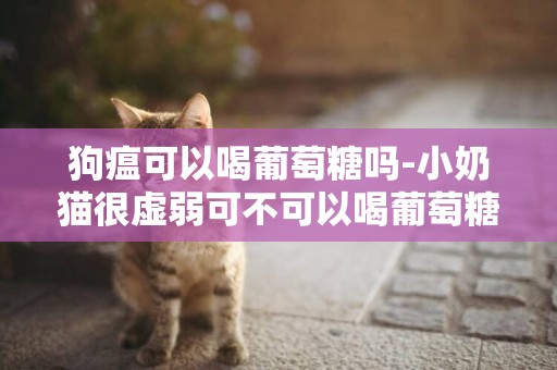 狗瘟可以喝葡萄糖嗎-小奶貓很虛弱可不可以喝葡萄糖