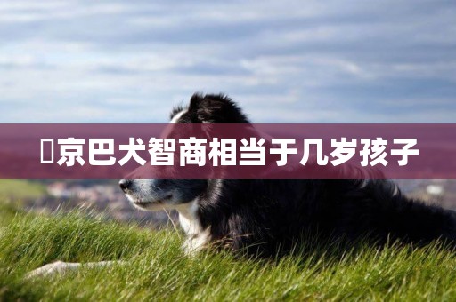?京巴犬智商相當于幾歲孩子