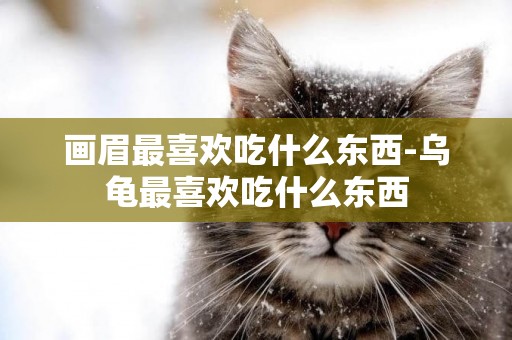 畫眉最喜歡吃什么東西-烏龜最喜歡吃什么東西