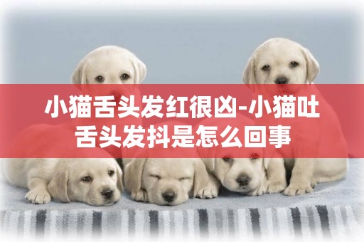 小貓舌頭發紅很兇-小貓吐舌頭發抖是怎么回事