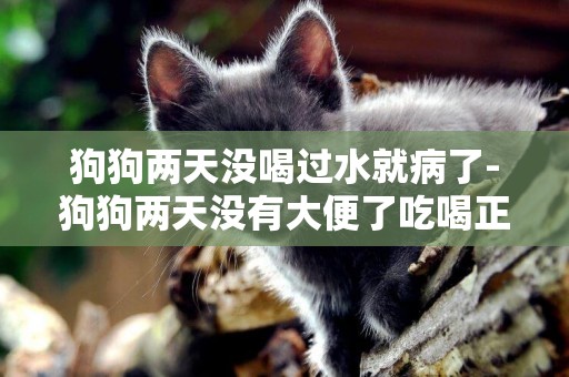 狗狗兩天沒喝過水就病了-狗狗兩天沒有大便了吃喝正常