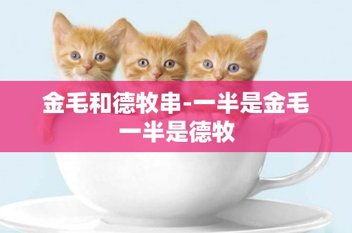 金毛和德牧串-一半是金毛一半是德牧