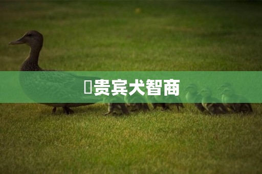 ?貴賓犬智商