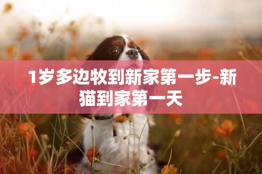 1歲多邊牧到新家第一步-新貓到家第一天
