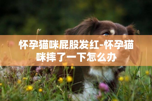 懷孕貓咪屁股發紅-懷孕貓咪摔了一下怎么辦