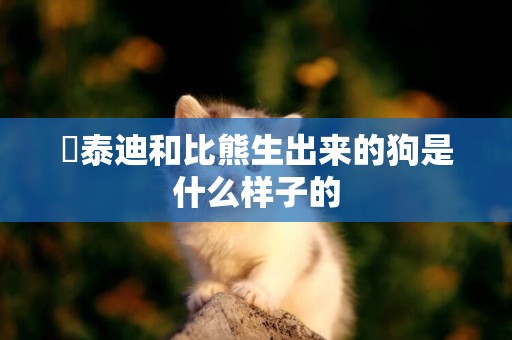 ?泰迪和比熊生出來的狗是什么樣子的