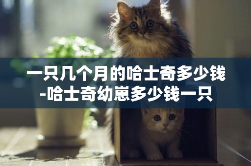 一只幾個月的哈士奇多少錢-哈士奇幼崽多少錢一只