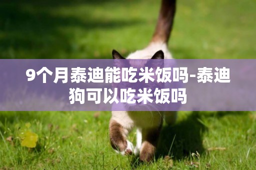9個月泰迪能吃米飯嗎-泰迪狗可以吃米飯嗎
