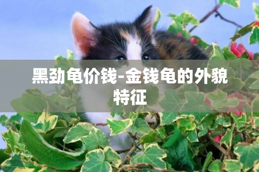 黑勁龜價錢-金錢龜的外貌特征