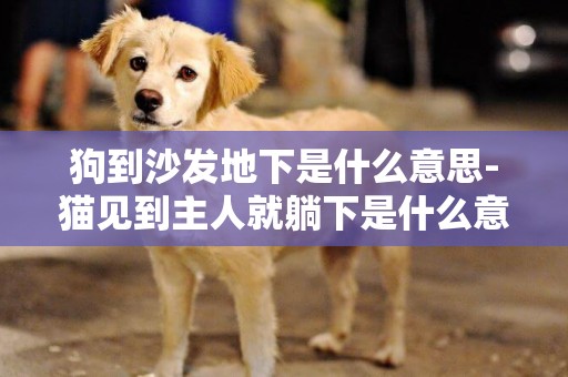 狗到沙發地下是什么意思-貓見到主人就躺下是什么意思