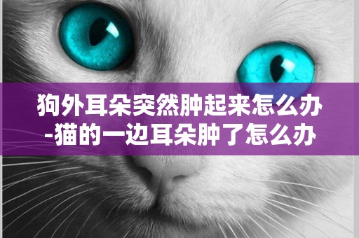狗外耳朵突然腫起來怎么辦-貓的一邊耳朵腫了怎么辦