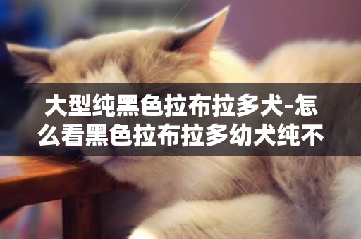 大型純黑色拉布拉多犬-怎么看黑色拉布拉多幼犬純不純