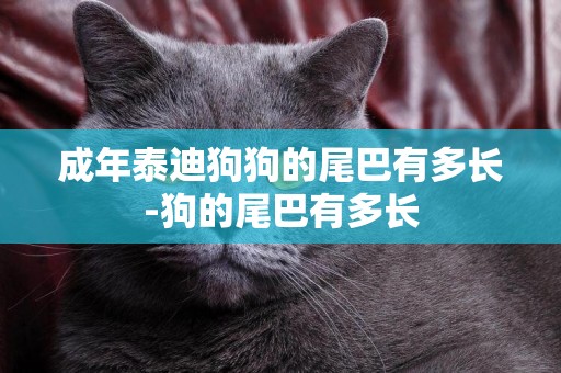 成年泰迪狗狗的尾巴有多長-狗的尾巴有多長