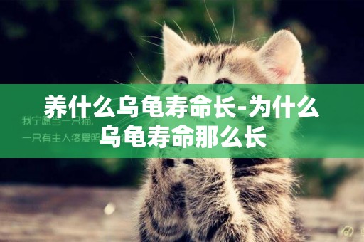 養什么烏龜壽命長-為什么烏龜壽命那么長