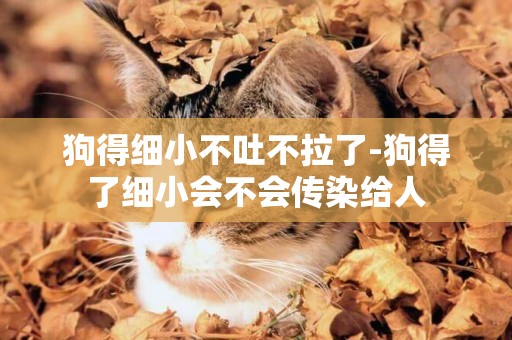 狗得細小不吐不拉了-狗得了細小會不會傳染給人