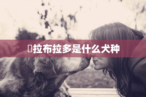 ?拉布拉多是什么犬種