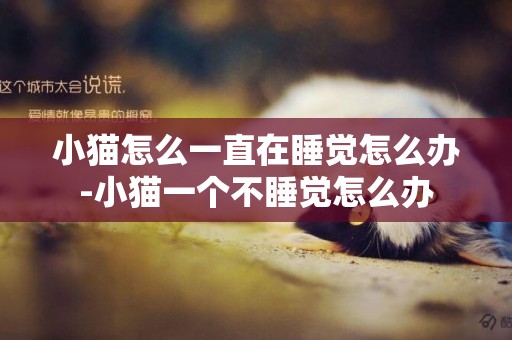 小貓怎么一直在睡覺怎么辦-小貓一個不睡覺怎么辦