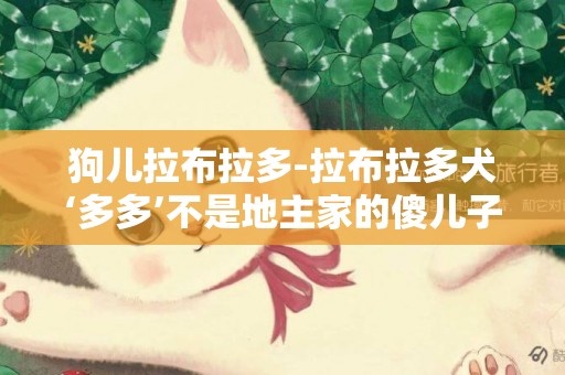 狗兒拉布拉多-拉布拉多犬‘多多’不是地主家的傻兒子