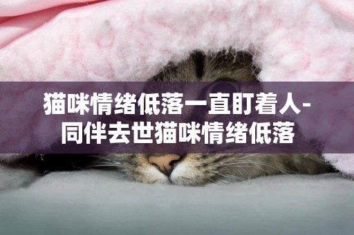 貓咪情緒低落一直盯著人-同伴去世貓咪情緒低落