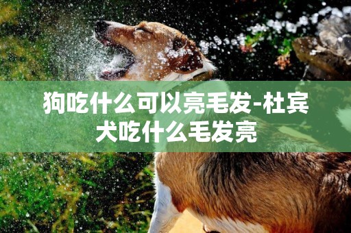 狗吃什么可以亮毛發-杜賓犬吃什么毛發亮