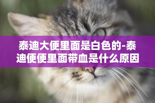 泰迪大便里面是白色的-泰迪便便里面帶血是什么原因