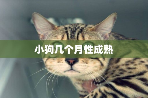 小狗幾個月性成熟