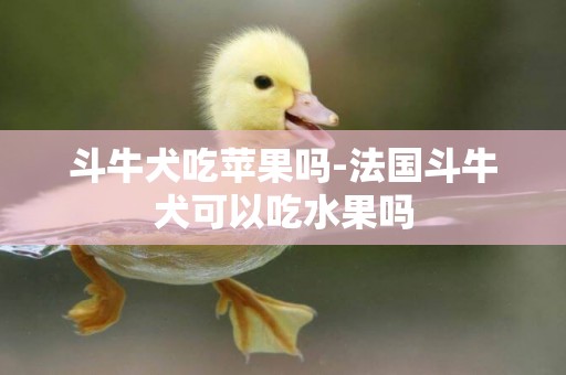 斗牛犬吃蘋果嗎-法國斗牛犬可以吃水果嗎