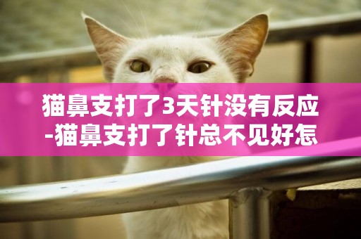 貓鼻支打了3天針沒有反應-貓鼻支打了針總不見好怎么辦